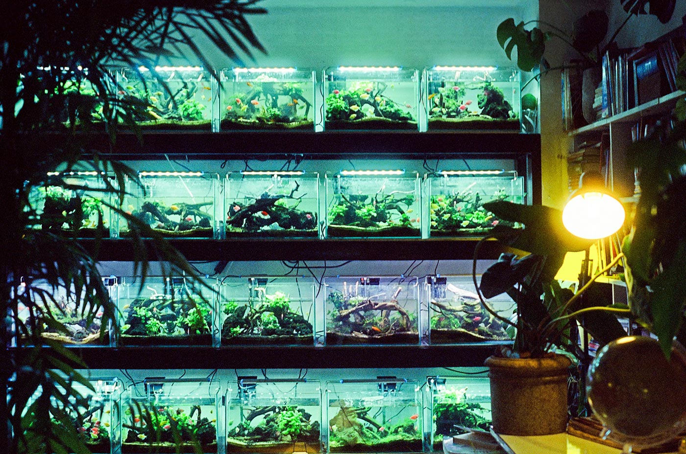 horticulture-led-lighting-experts